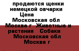 продаются щенки немецкой овчарки › Цена ­ 25 000 - Московская обл., Москва г. Животные и растения » Собаки   . Московская обл.,Москва г.